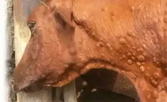 В ЗКО выявили более 4,8 тысячи случаев бруцеллёза у крупного рогатого скота