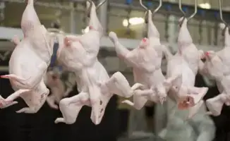 Мясной контрабандист: 20 тонн птицы не прошли ветеринарный фильтр в Казахстане