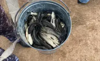 Река Есиль вновь наполнилась жизнью: более 237 тысяч сеголеток белого амура нашли свой дом в водах Казахстана
