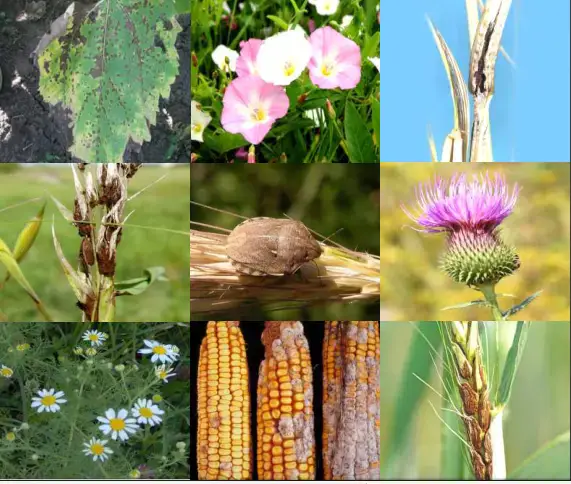 Обсуждение обязательного карантинного сертификата: возможные последствия для агропромышленного комплекса Казахстана Уральске