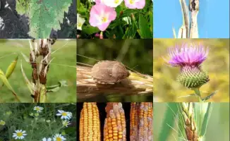 Обсуждение обязательного карантинного сертификата: возможные последствия для агропромышленного комплекса Казахстана