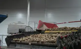 Рост производства лука и картофеля в Казахстане: прогнозы на 2025 год