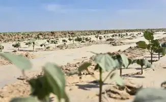 В Туркестанской области стартует кластер по выращиванию и переработке хлопка с инвестициями свыше 200 млрд тенге