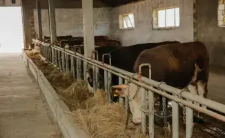 В рамках госпрограмм оказана поддержка 232 хозяйствам, в регионе выросло поголовье скота