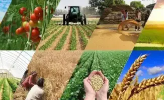 Общественные обсуждения анализа регуляторного воздействия по фитосанитарной экспертизе пройдут в январе 2026 года