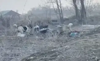 Стая собак напала на 52-летнюю женщину в Алматинской области: очевидцы сообщают о потерях сознания пострадавшей