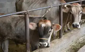 Более половины сельхозпродукции Жамбылской области обеспечивает животноводство