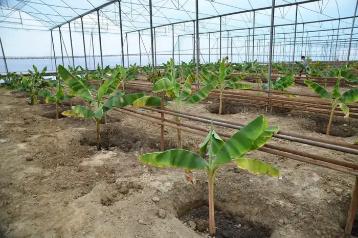 ТУРКЕСТАН: ИННОВАЦИИ В СЕЛЬСКОМ ХОЗЯЙСТВЕ — В ОТЫРАРЕ НАЧАЛИ ВЫРАЩИВАТЬ БАНАНЫ Уральске