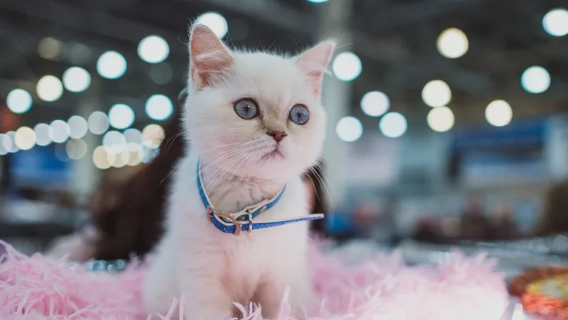 Сенат Казахстана утвердил новый законопроект, изменяющий механизм покупки и продажи животных Уральске