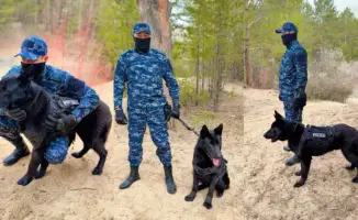 31 дело раскрыто: служебные собаки на страже порядка!