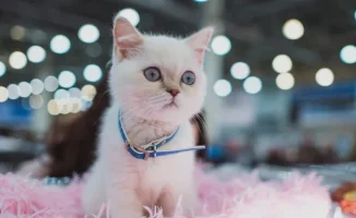 Сенат Казахстана утвердил новый законопроект, изменяющий механизм покупки и продажи животных