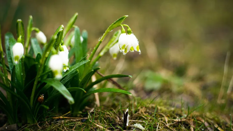 Сильные дожди и заморозки в Казахстане: возможные последствия для сельского хозяйства и инфраструктуры Уральске