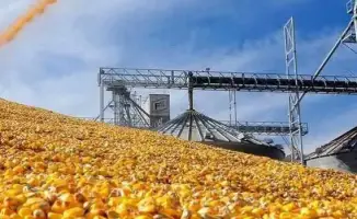 В Туркестанской области идет строительство завода по глубокой переработке кукурузы "Казкрахмал"