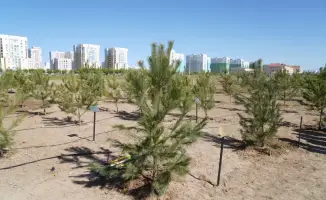 Международная акция по озеленению в Туркестане в рамках программы «Таза Қазақстан»