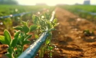 Аграрный сектор и водный баланс: как формируется сезонное водопотребление в растениеводстве