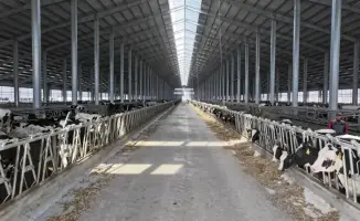 Увеличение производства молока в Северо-Казахстанской области на 16% благодаря завозу племенного КРС